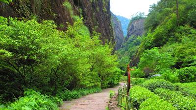 Travel Guide: Wuyishan