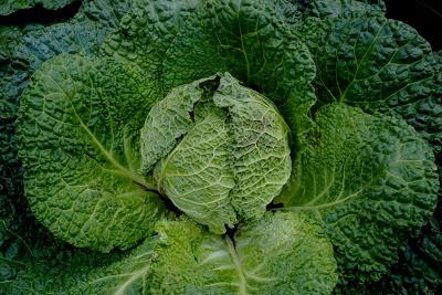 In the garden, an economy of plants