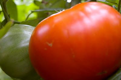 In the garden, an economy of plants