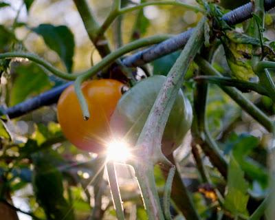 In the garden, an economy of plants