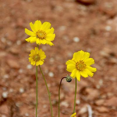 Two of Mrs. Thompson’s Novelties, & other desert wildflowers