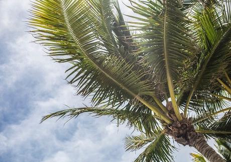 florida beach palms