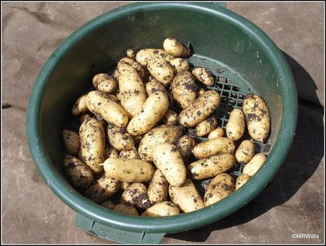 Harvesting potatoes and Broad Beans