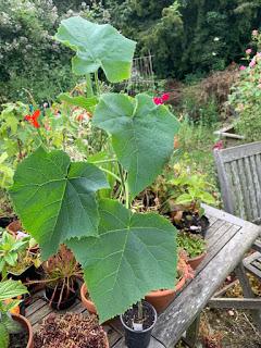 RHS Hampton Court Flower Show 2019