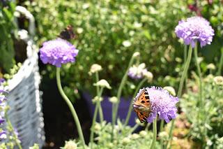 RHS Hampton Court Flower Show 2019