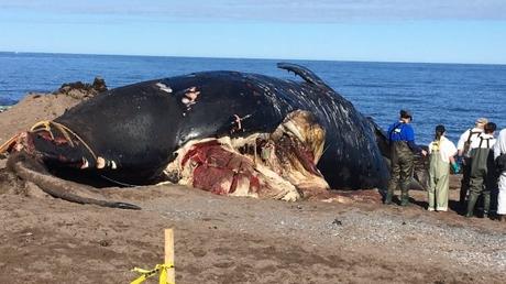 Federal review flags concerns in efforts to protect right whales in Canada