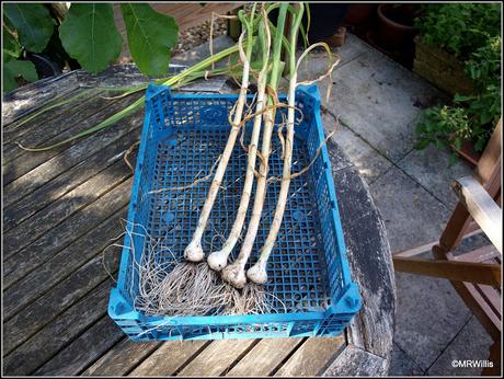 A trial harvest of Garlic