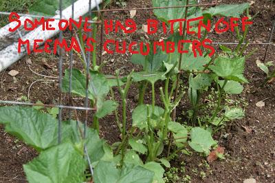 A Hot Day with Josie