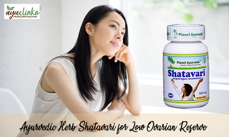 Ayurvedic Herb Shatavari for Low Ovarian Reserve Ayurvedic Herb Shatavari for Low Ovarian Reserve