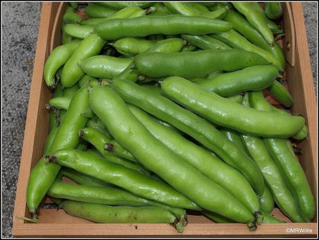 The last of the Broad Beans