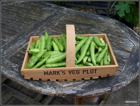 The last of the Broad Beans