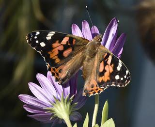 VIDEO: Painted Lady Butterfly Migration and More
