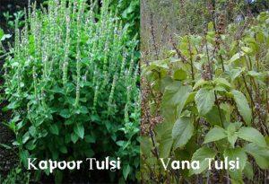 Tulsi The Sacred Plant of Our Home Garden