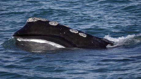 One of three entangled North Atlantic right whales may be on its way to freedom