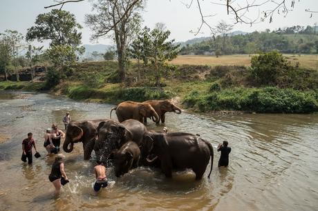 Tourists bathing elephants.