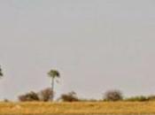 People Kalahari Desert