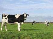 Op-Ed: Climate Change Real Don’t Blame Cows