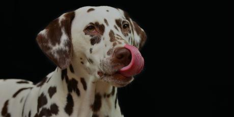 Aldi Launches Dog-Friendly Frozen Treats in Time For National Ice Cream Month