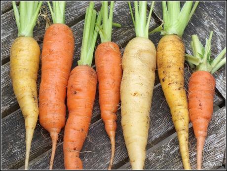 Mid-July harvests