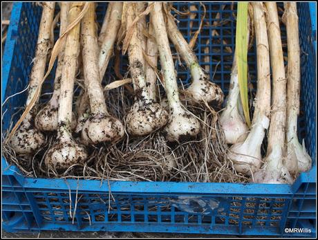 Mid-July harvests