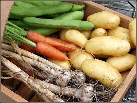 Mid-July harvests