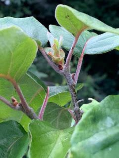 Tree Following July 2019 -  one quince to rule them all ....