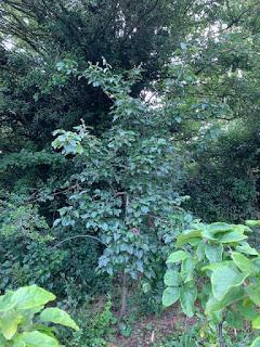 Tree Following July 2019 -  one quince to rule them all ....