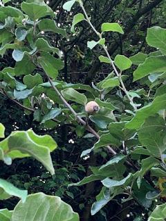 Tree Following July 2019 -  one quince to rule them all ....