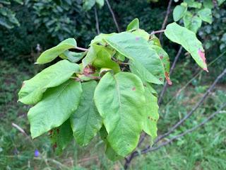 Tree Following July 2019 -  one quince to rule them all ....