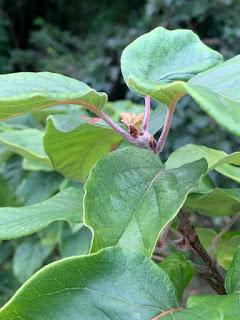 Tree Following July 2019 -  one quince to rule them all ....