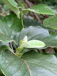 Tree Following July 2019 -  one quince to rule them all ....