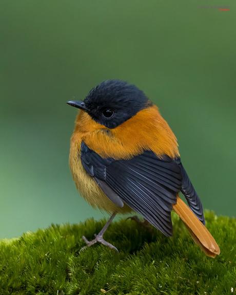 Black and Orange Flycatcher