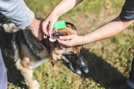 What You Need to Know About the German Shepherd Ear Yeast Infection infection in the dog's ears
