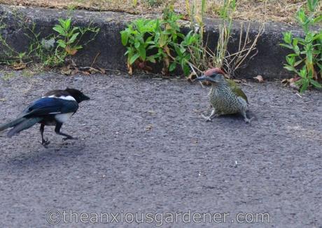 The Green Woodpecker And The Magpie