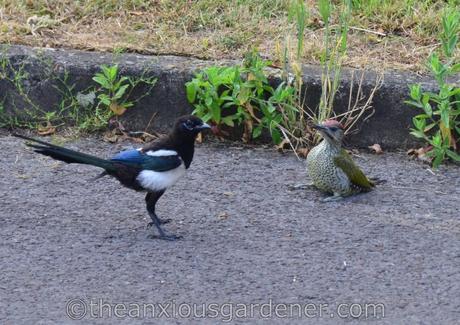The Green Woodpecker And The Magpie