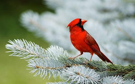 Meaning of Red Cardinal at Window – Have You Seen One?