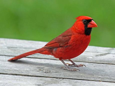 red cardinal symbolism