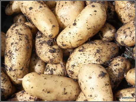Do you have a favourite potato variety?