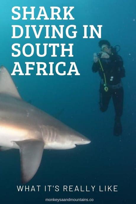 Shark Diving in South Africa Without a Cage – What It’s Really Like Shark Diving in South Africa Without a Cage – What It’s Really Like