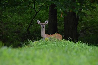 July Flora and Fauna