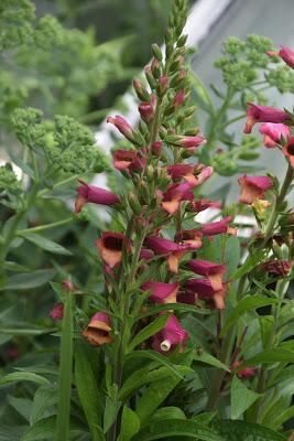 July Flora and Fauna