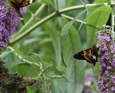 July Flora and Fauna