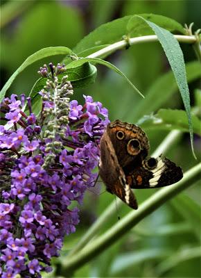 July Flora and Fauna