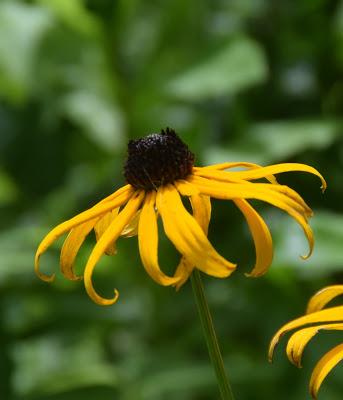 July Flora and Fauna