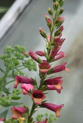 July Flora and Fauna