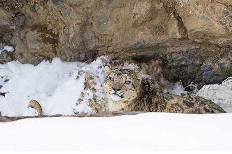 Snow Leopard Photography