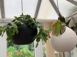 Product Review - Elho 'B.for soft air' indoor hanging planters
