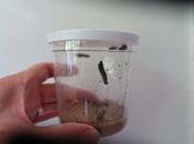 Raising Painted Lady Butterflies from Caterpillars