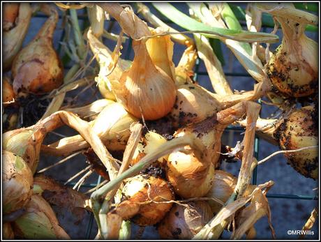 Harvesting shallots