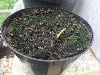 Irritating Plant of the Month - the Yukka